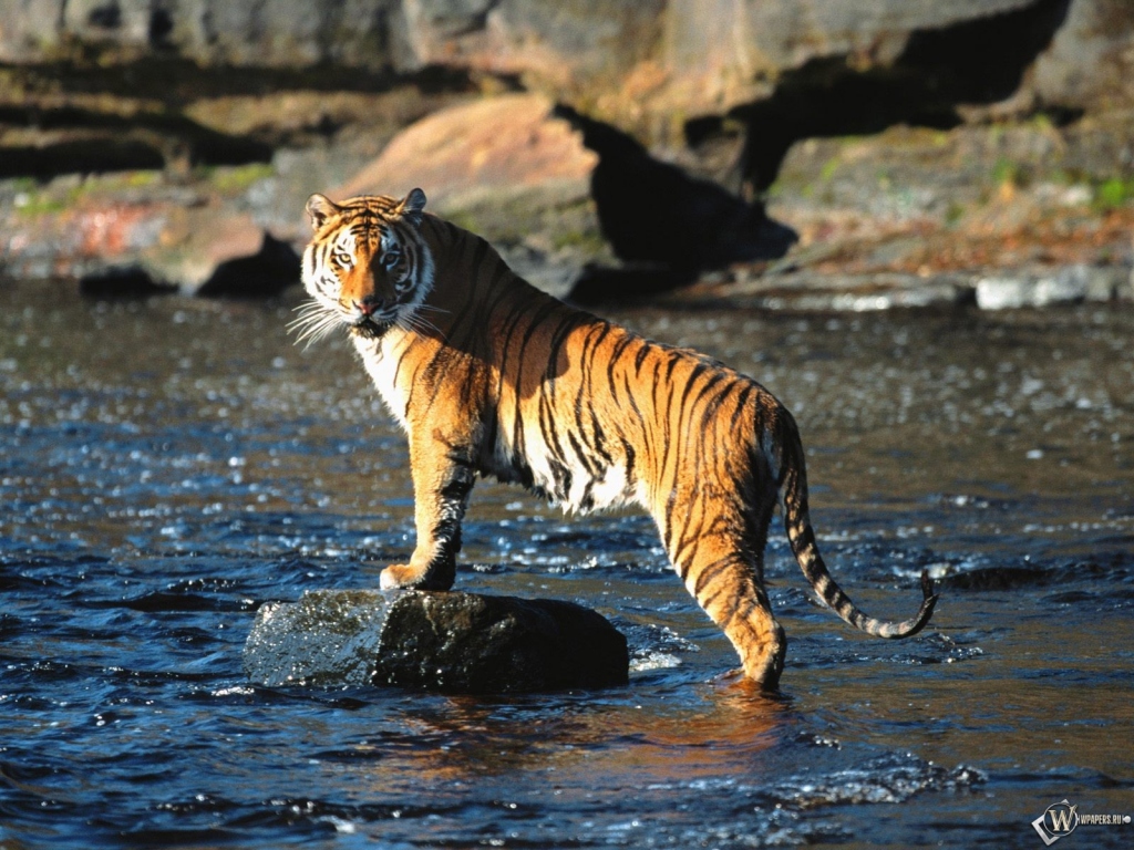 Тигр стоящий на камне 1024x768