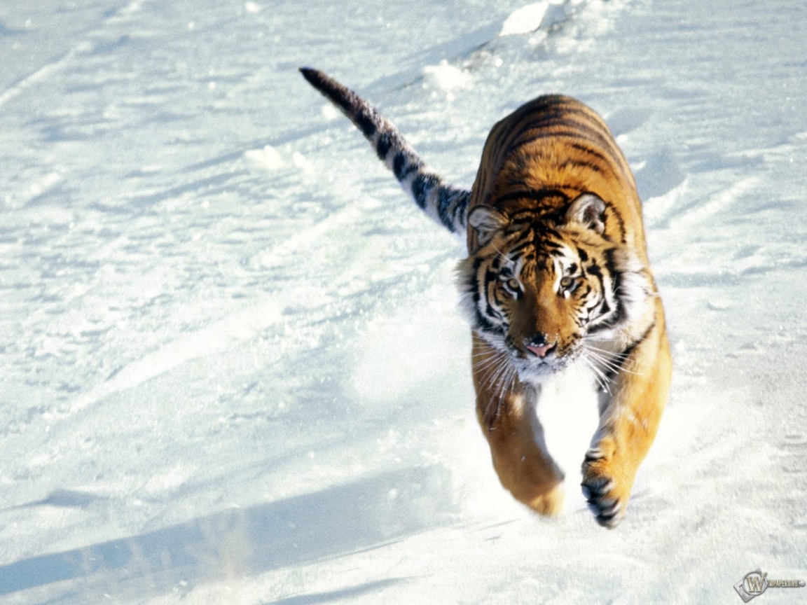 Тигр бегущий по снегу 1152x864