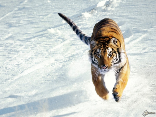 Тигр бегущий по снегу