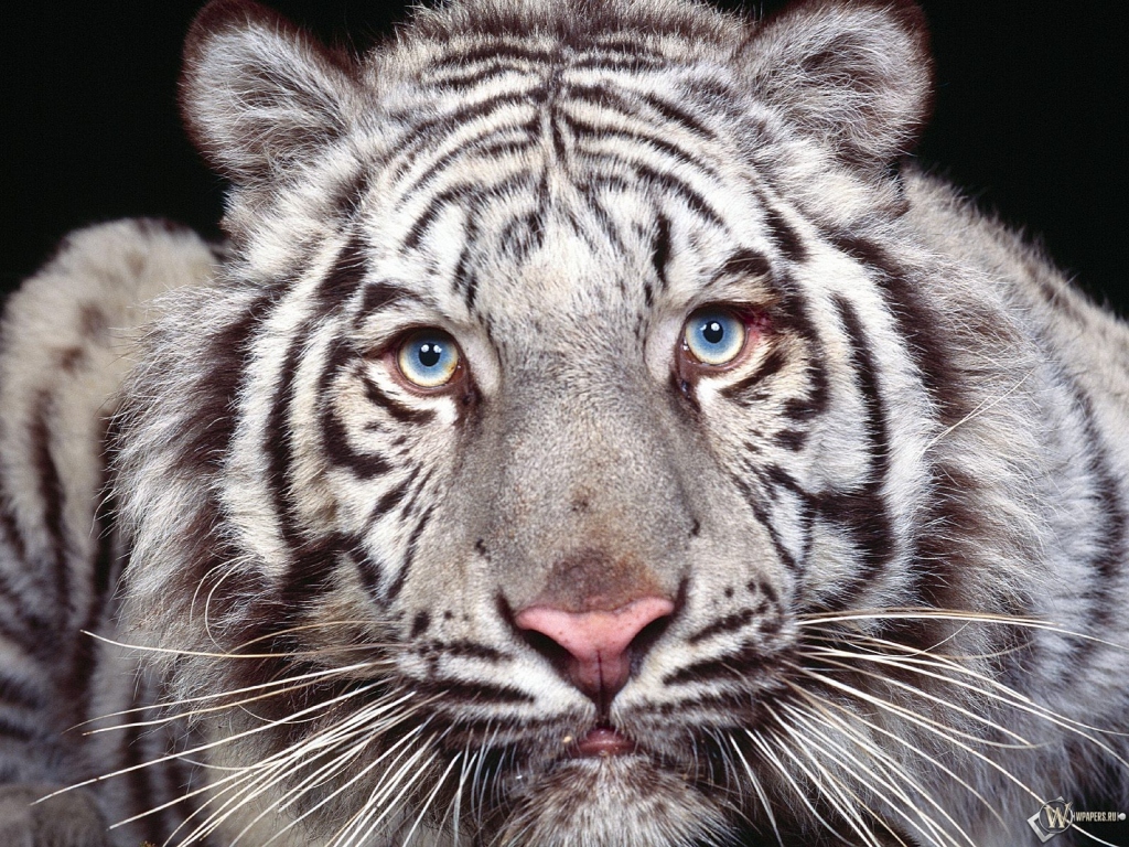 Морда белого тигра 1024x768