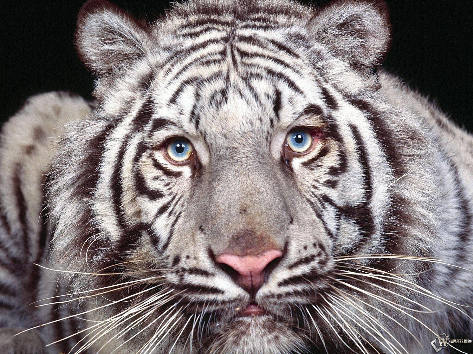Морда белого тигра 1600x1200