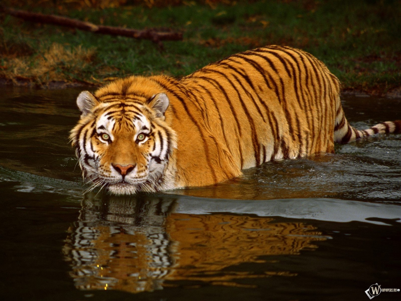 Тигр идущий по воде 1280x960