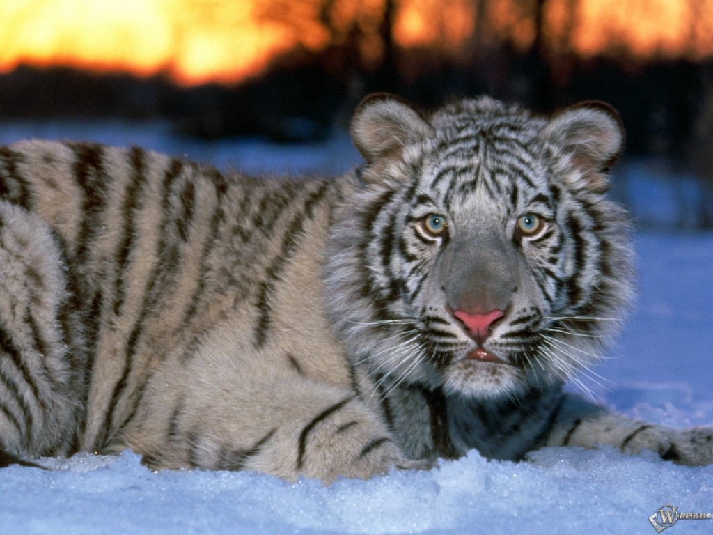Белый тигр на снегу 1024x768