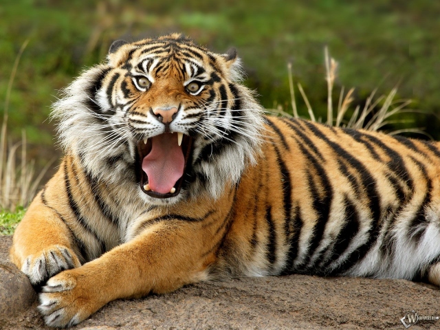 Тигр зевает