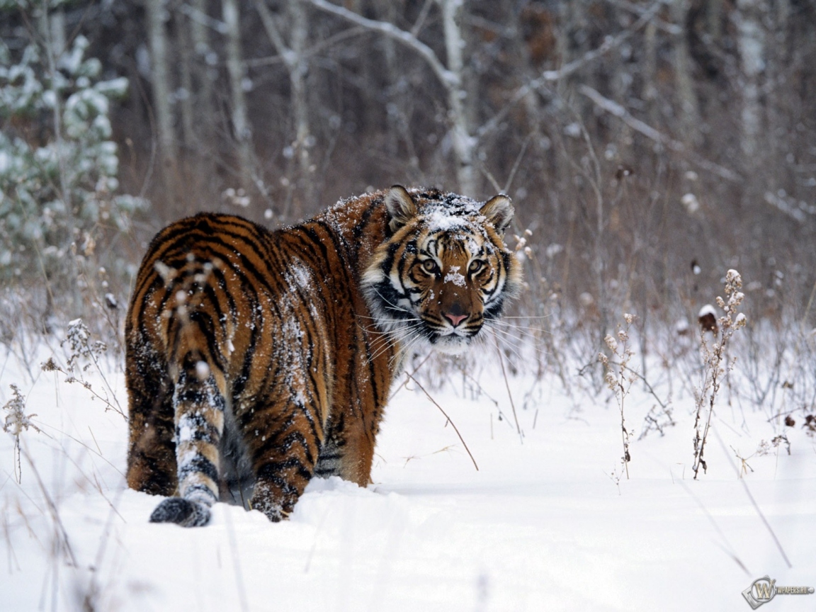 Тигр в снегу 1152x864