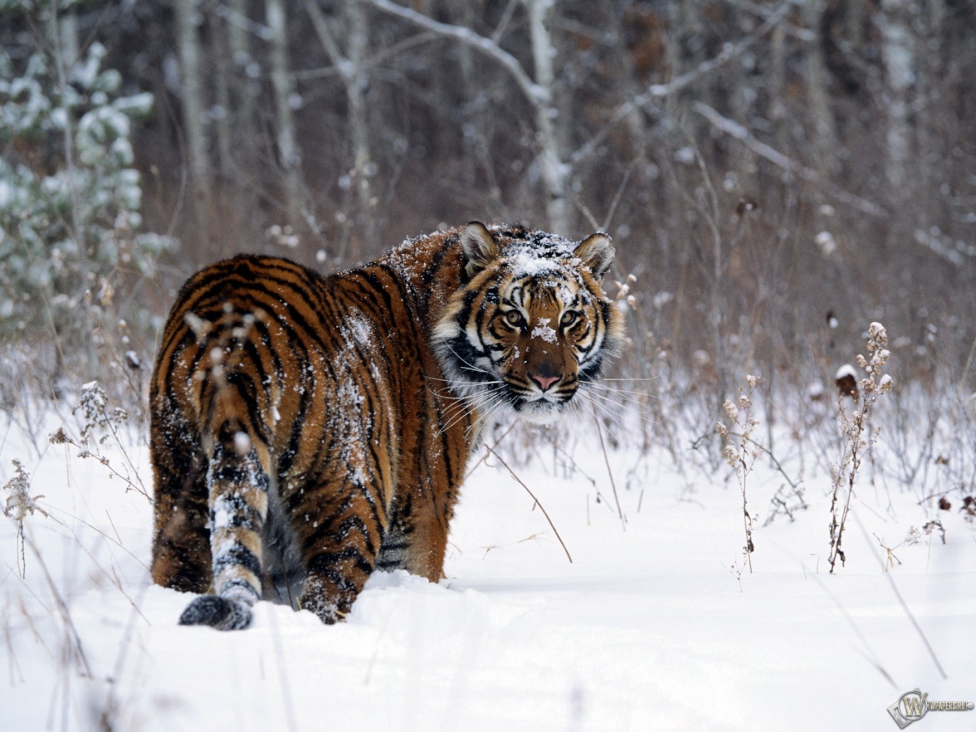 Тигр в снегу 1400x1050