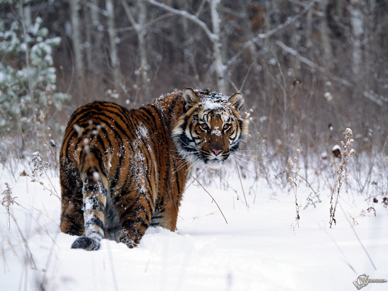 Тигр в снегу 1600x1200