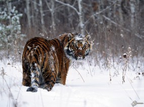 Обои Тигр в снегу: , Тигры