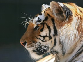 Обои Морда тигра в профиль: , Тигры