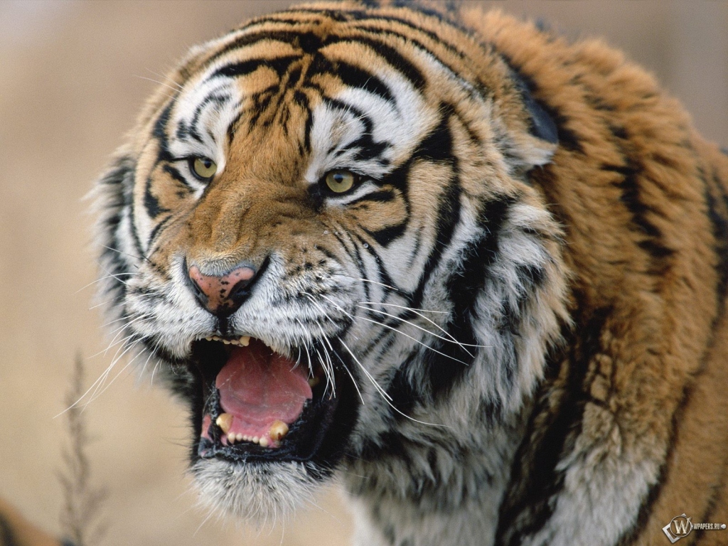 Испуганный тигр 1024x768