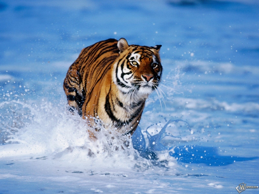 Тигр бегущий по волнам 1024x768