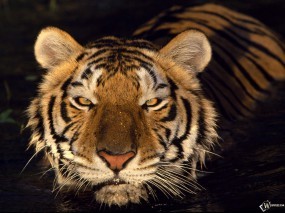 Обои Тигр - плывущий по воде: Морда, Тигр, Тигры