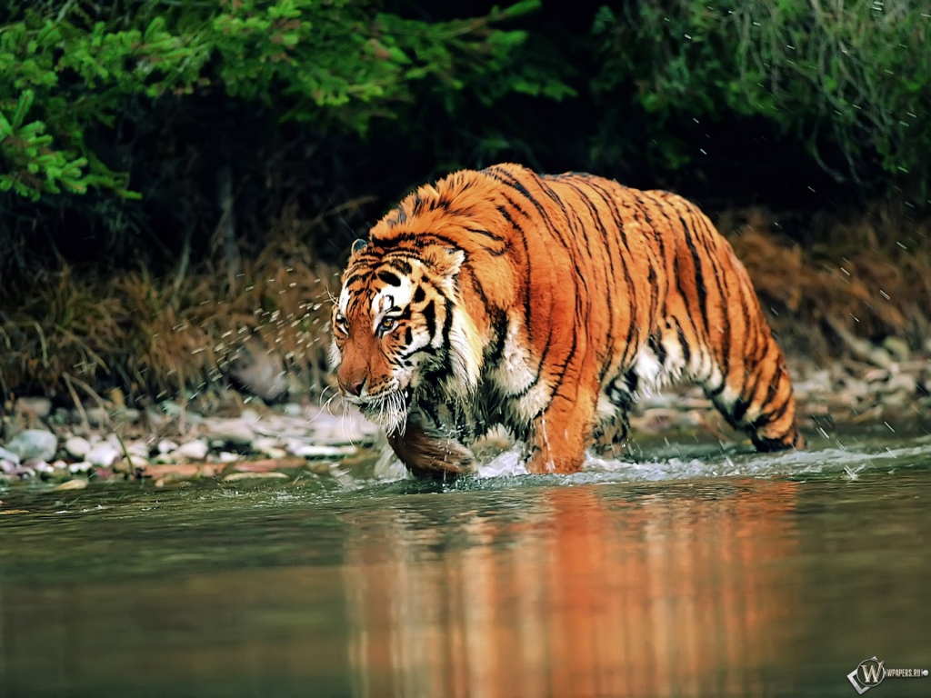 Тигр шагающий по воде 1024x768