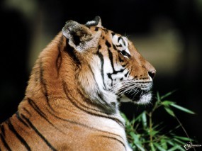 Тигр в профиль