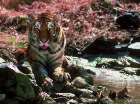 Обои Тигр на камнях: , Тигры