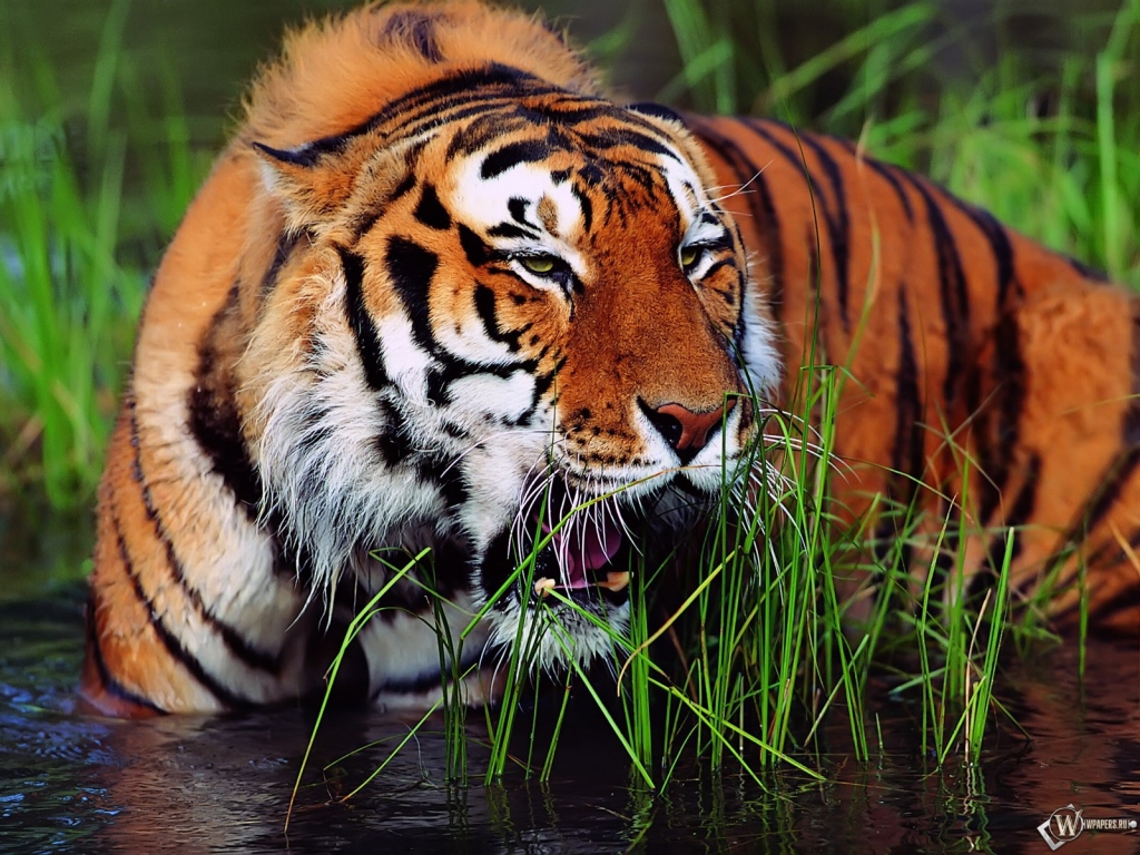 Тигр стоящий в воде 1024x768