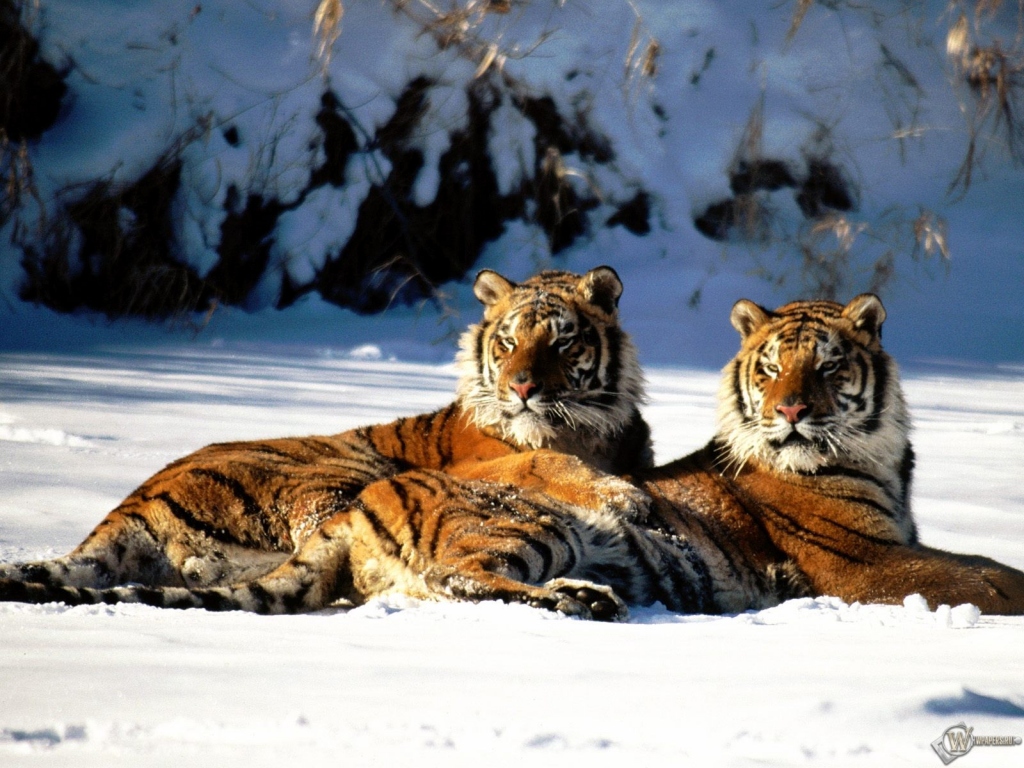 Два тигра на снегу 1024x768