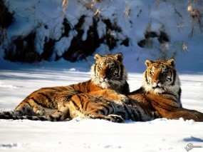 Два тигра на снегу