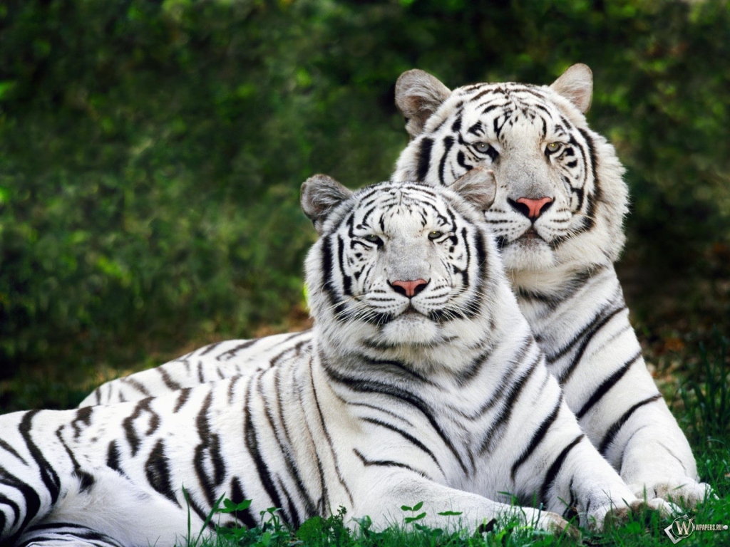 Два белых тигра 1024x768
