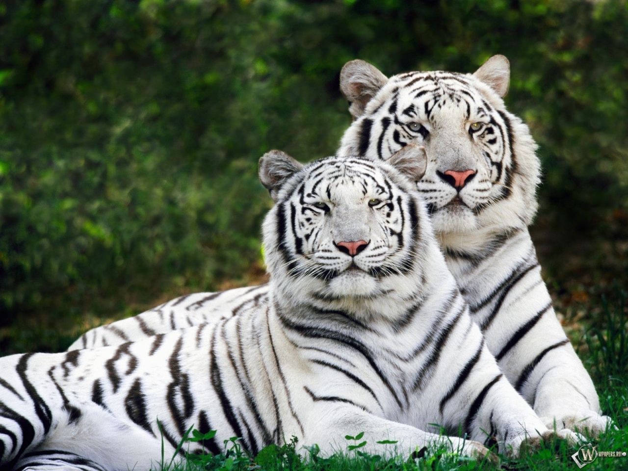 Два белых тигра 1280x960