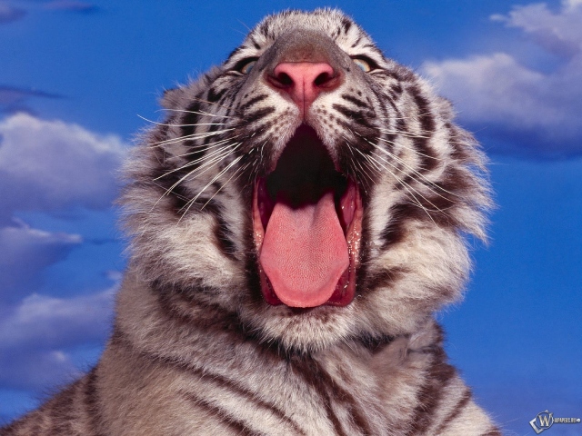 Зевающий белый тигр