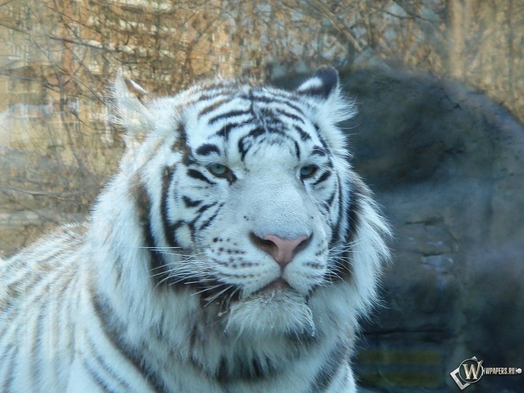 Белый бенгальский тигр 1024x768