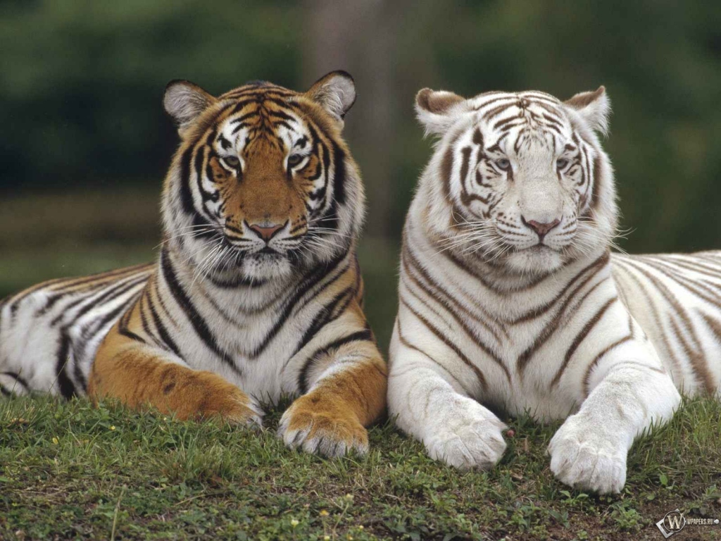 Белый тигр и серый тигр 1024x768