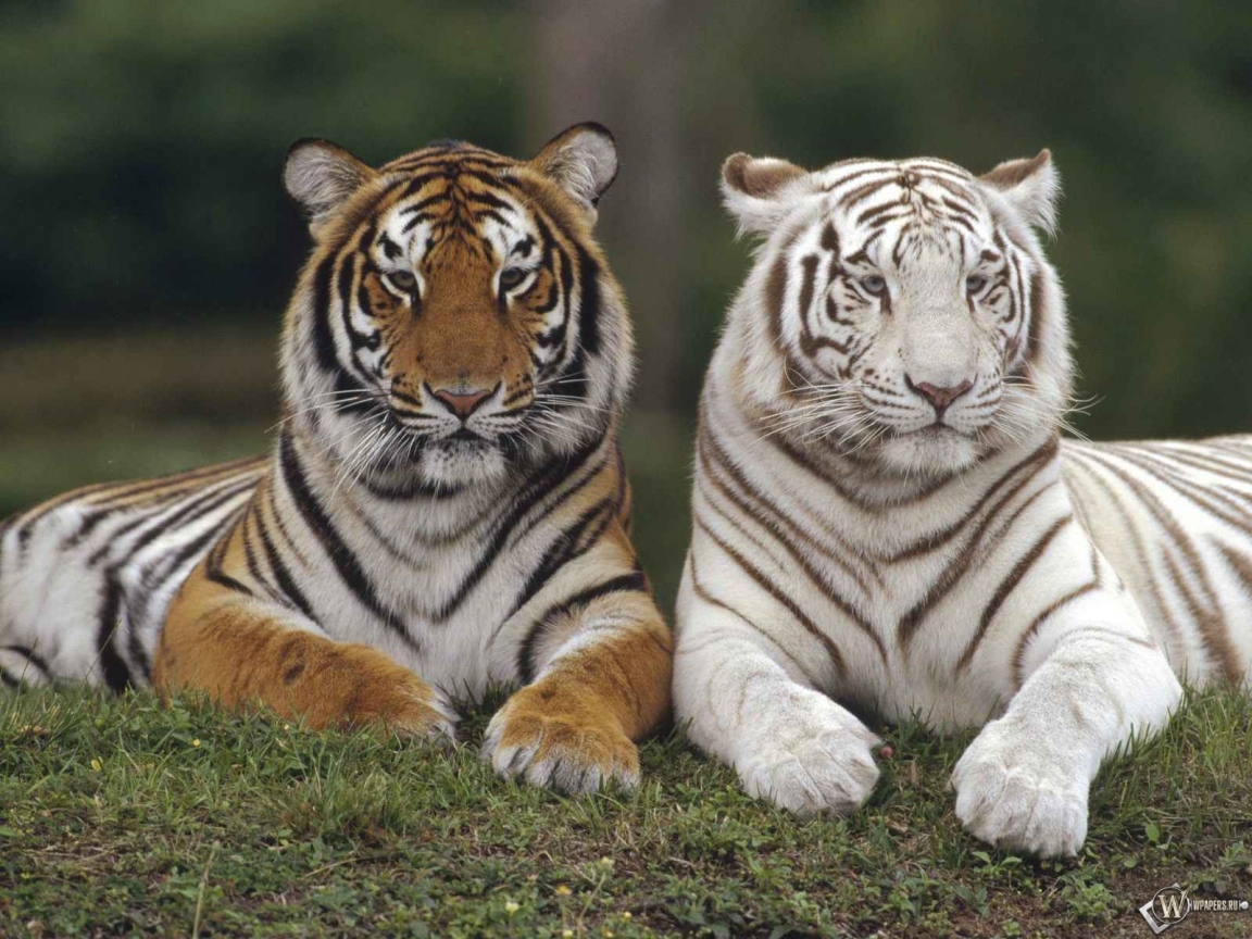Белый тигр и серый тигр 1152x864