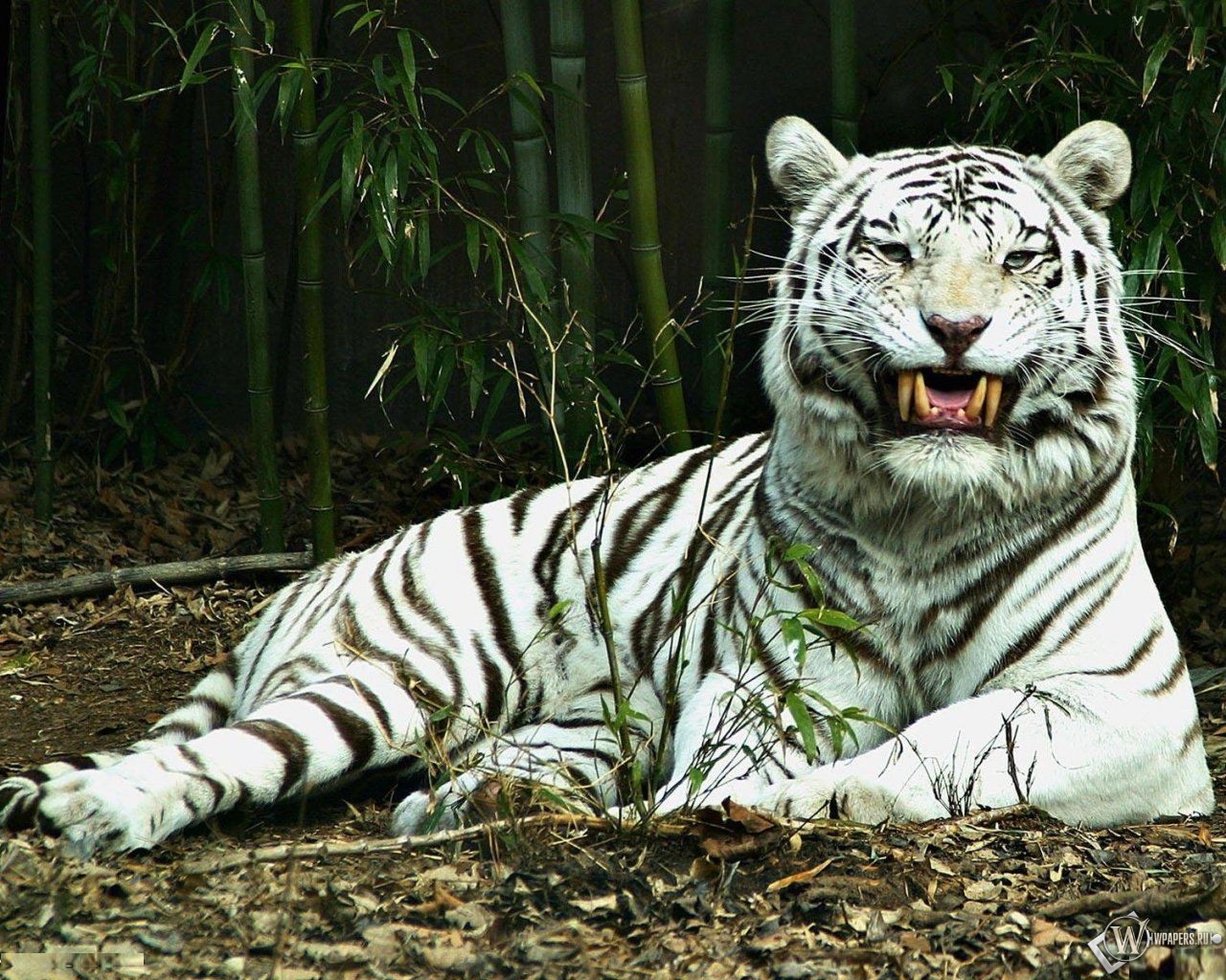 Белый тигр улыбается 1280x1024