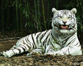 Белый тигр улыбается