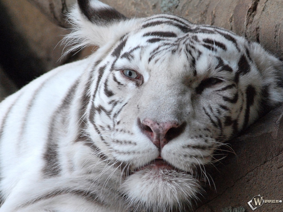 Морда белого тигра 1152x864