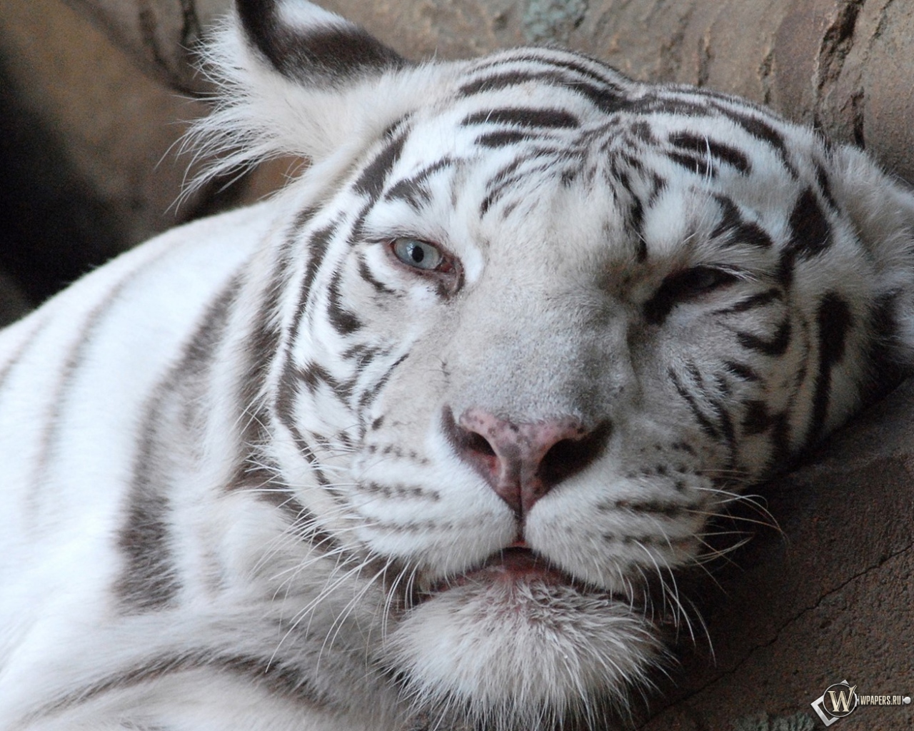 Морда белого тигра 1280x1024