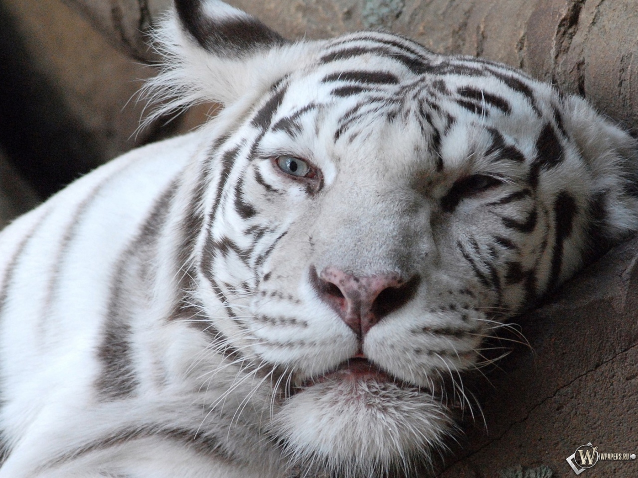 Морда белого тигра 1280x960