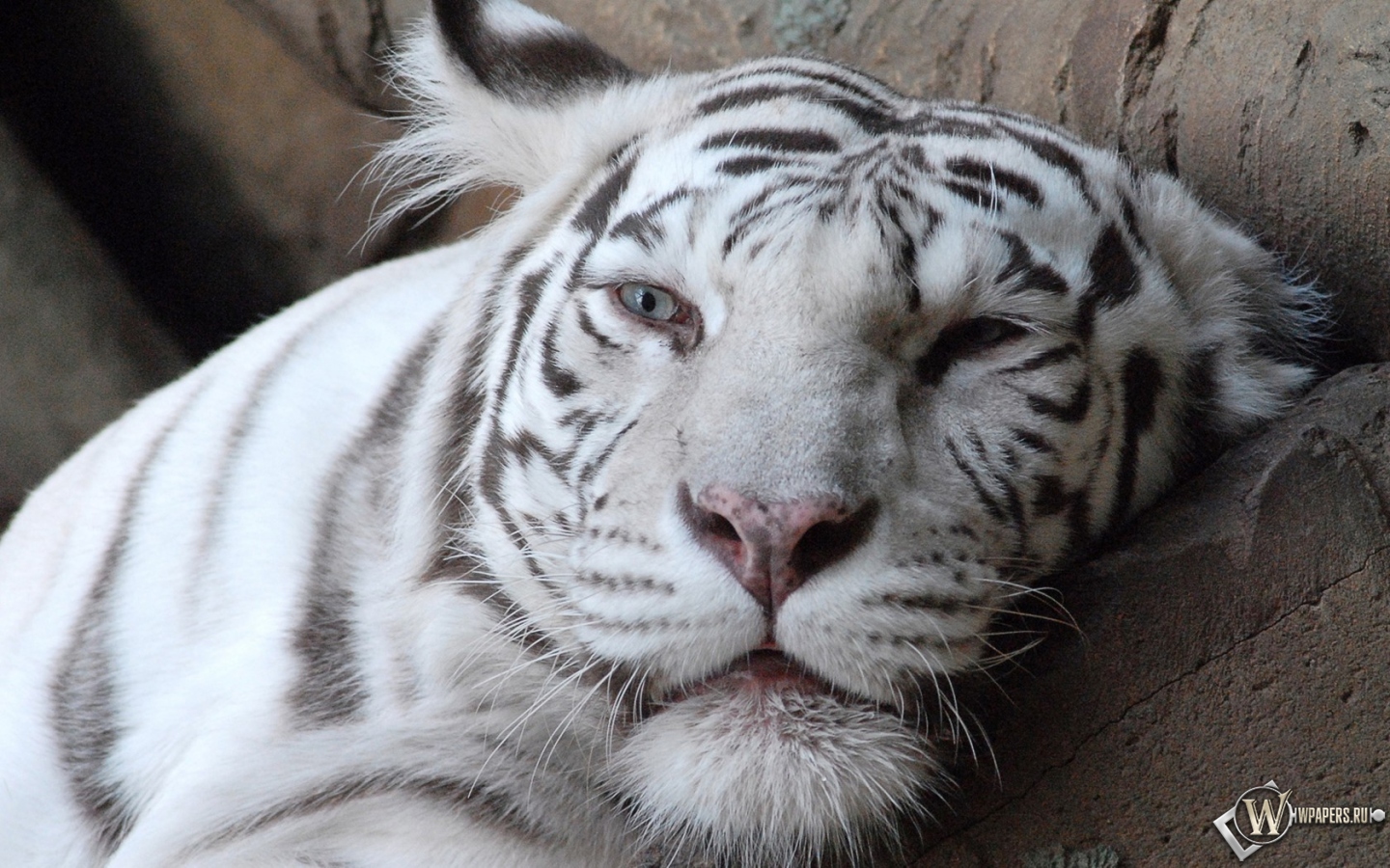 Морда белого тигра 1440x900