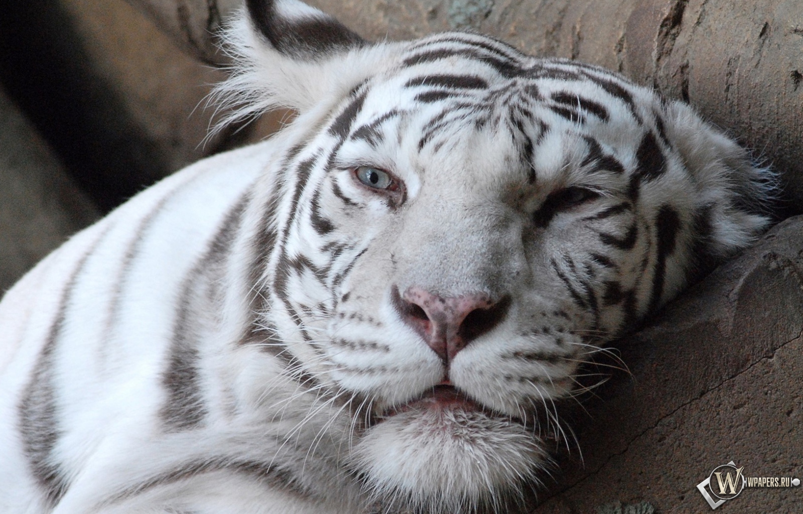 Морда белого тигра 1600x1024