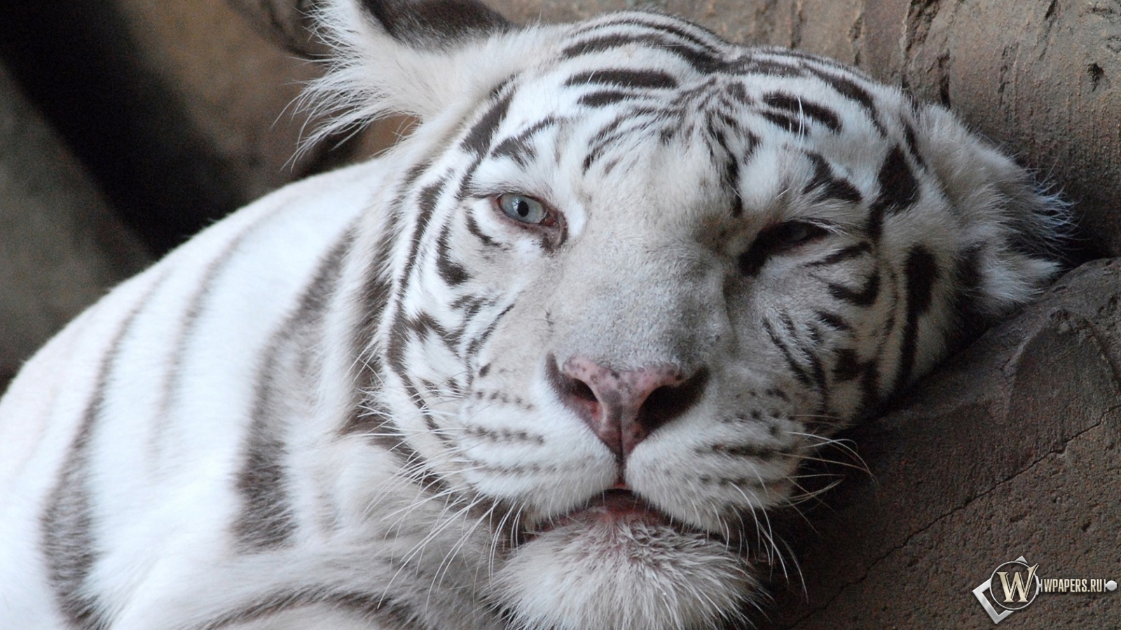 Морда белого тигра 1600x900