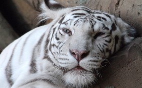 Обои Морда белого тигра: Морда, Белый тигр, Тигры