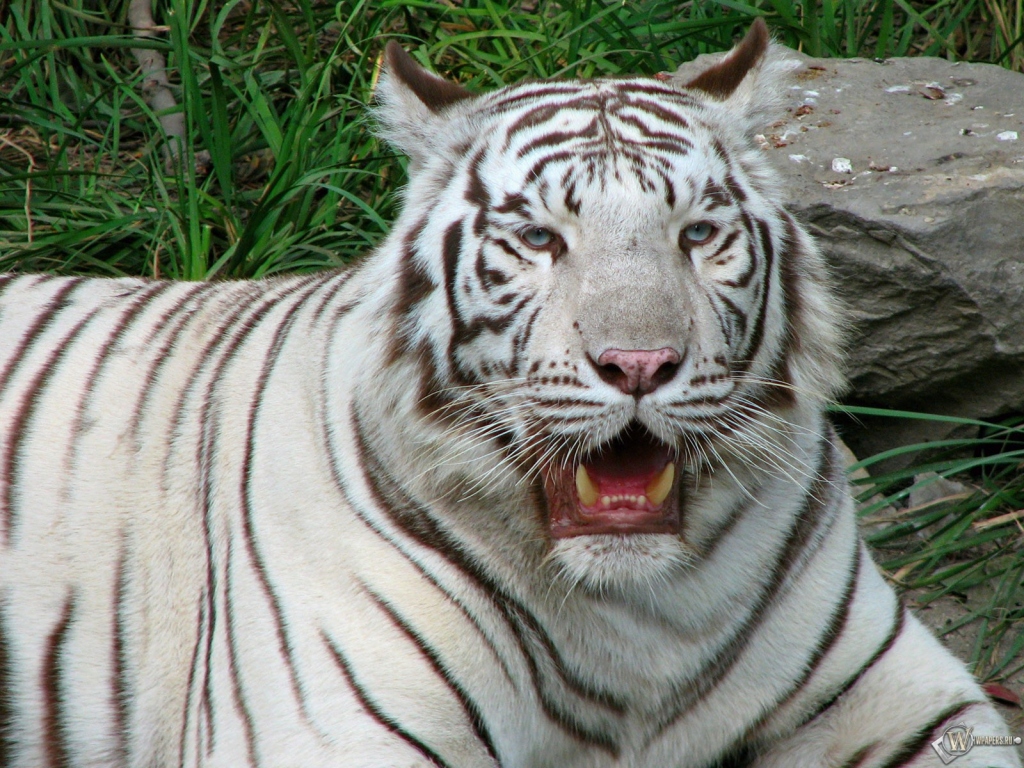 Уставший белый тигр 1024x768