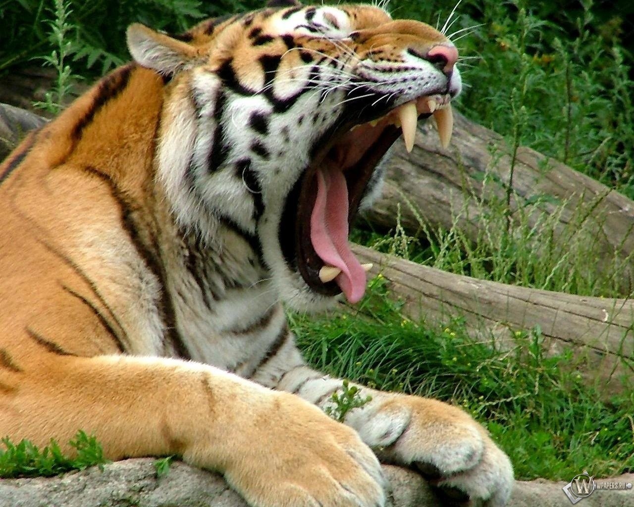 Хвост тигра фото