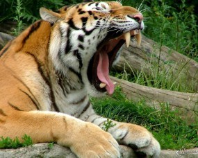Обои Пасть тигра: Тигр, Зевает, Тигры