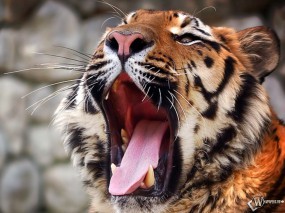 Тигр зевает