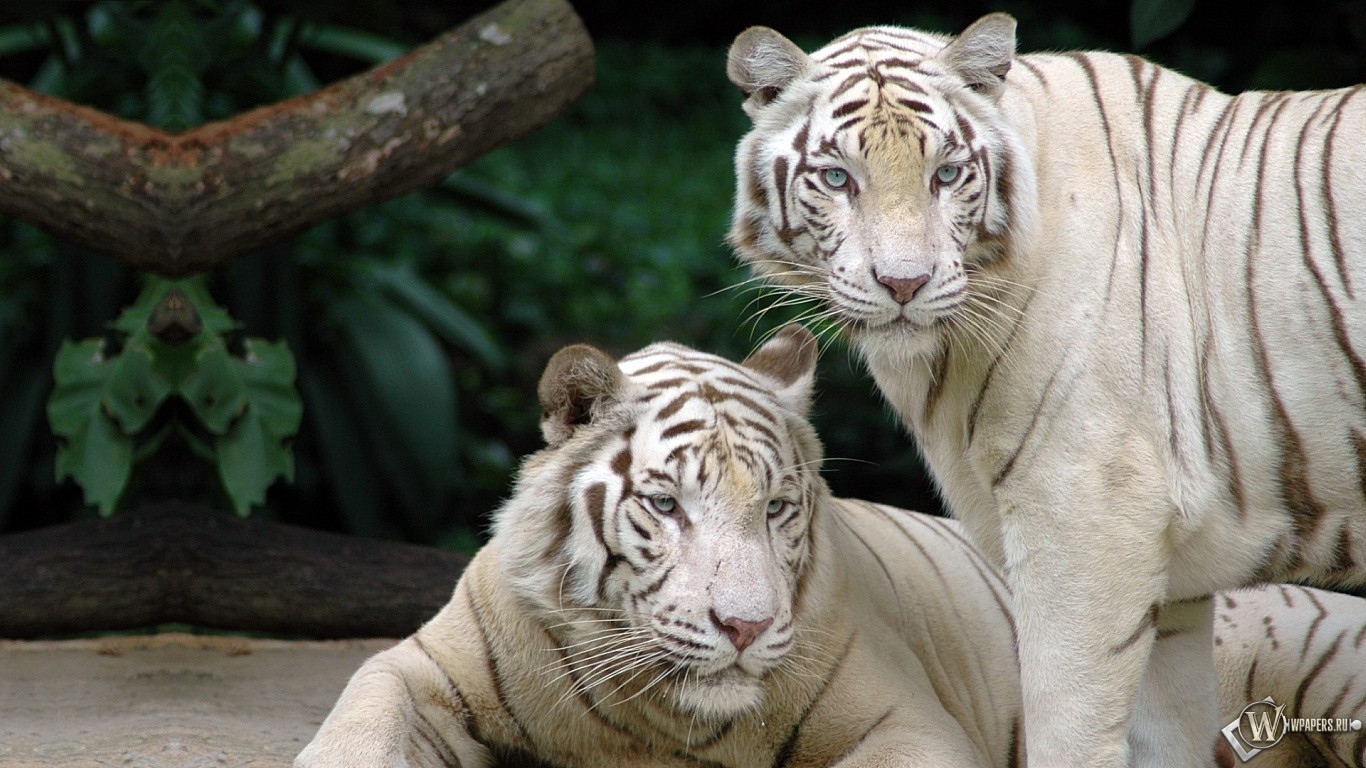 Два белых бенгальских тигра 1366x768