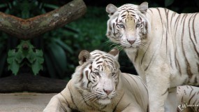 Два белых бенгальских тигра