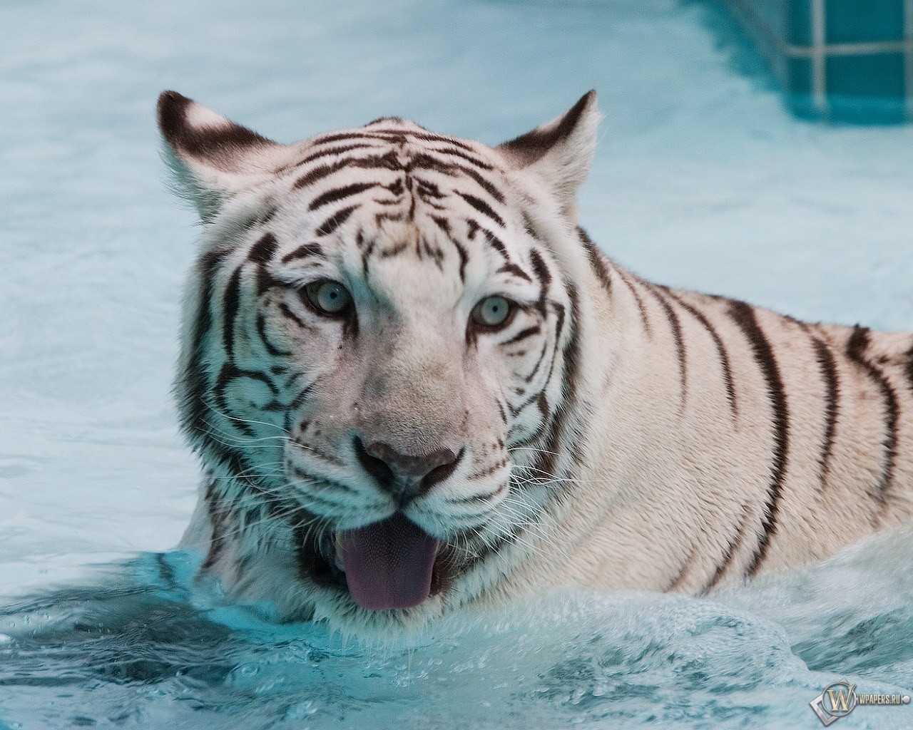 Белый тигр купается 1280x1024