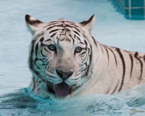 Белый тигр купается