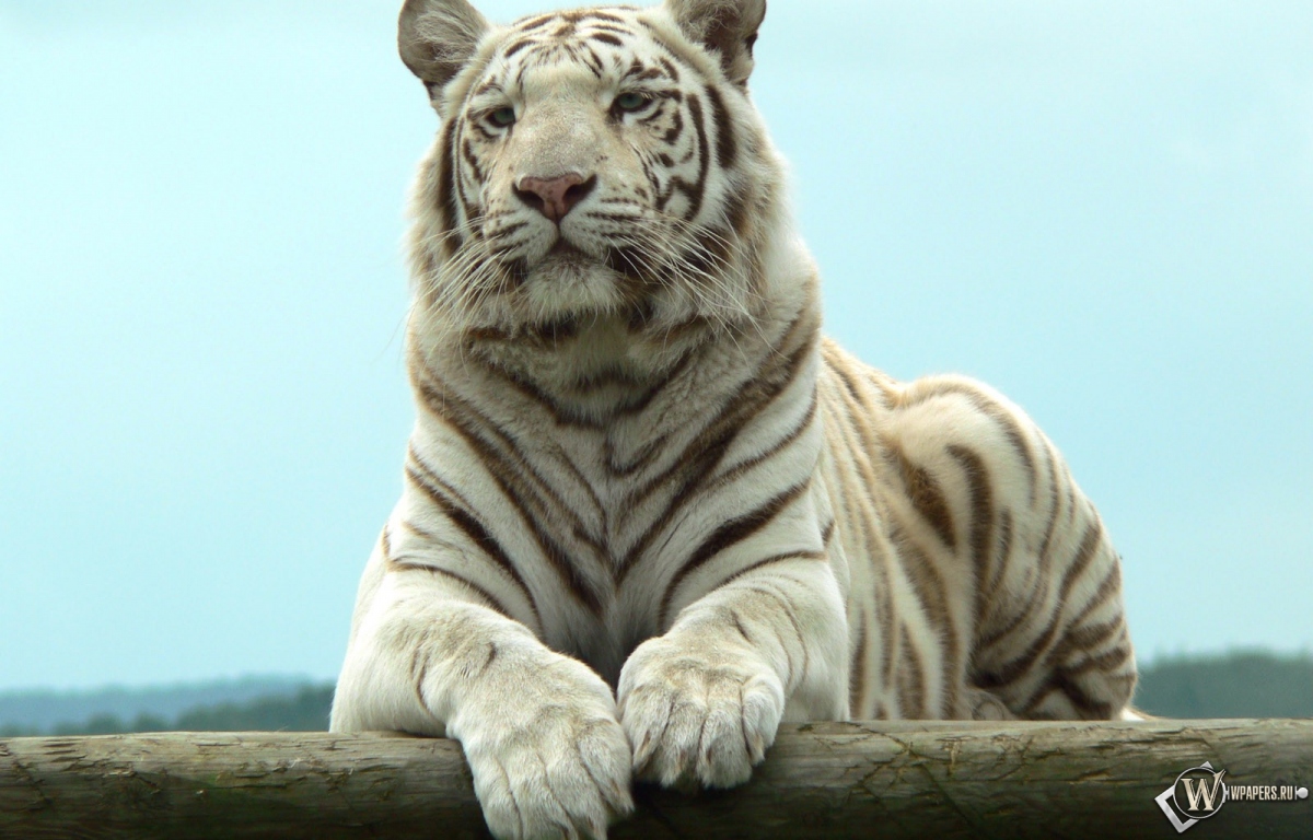 Белый тигр отдыхает 1200x768
