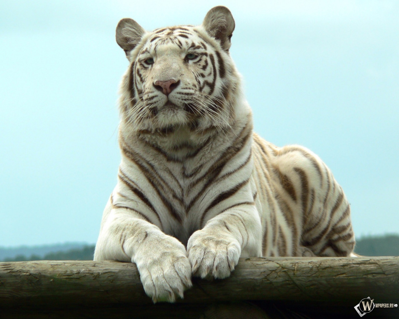 Белый тигр отдыхает 1280x1024
