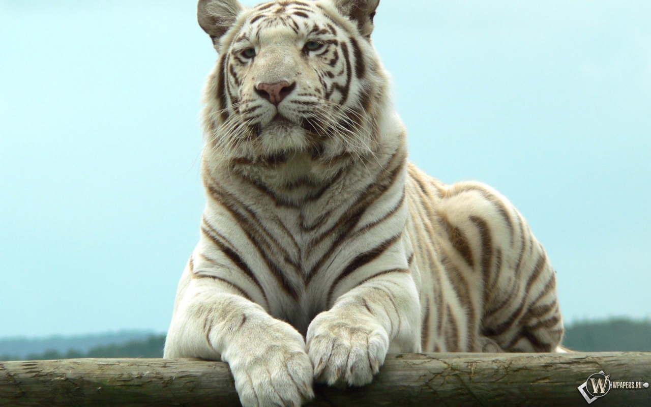 Белый тигр отдыхает 1280x800