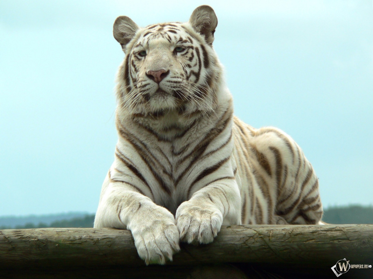 Белый тигр отдыхает 1280x960