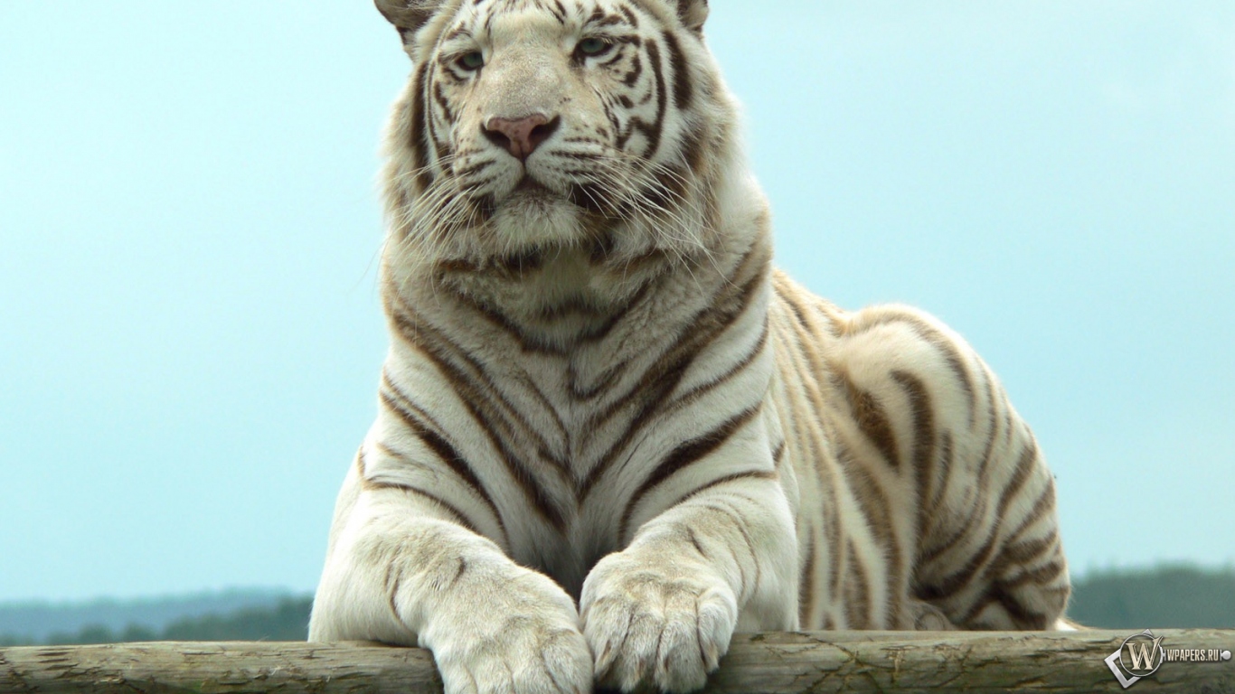 Белый тигр отдыхает 1366x768